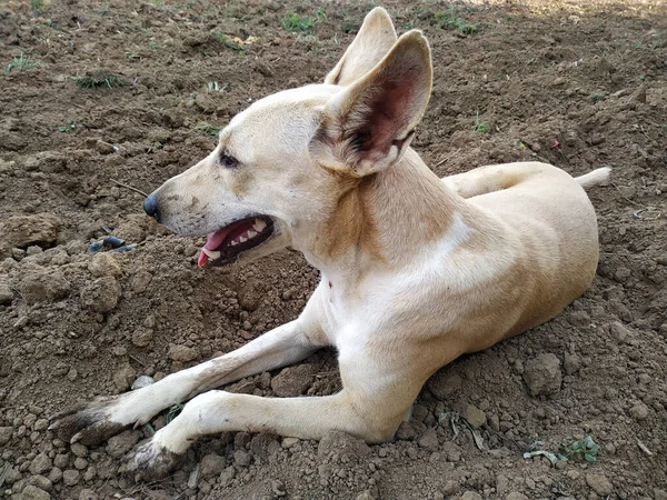 Stray Dog Lying Soil — Stock Photo, Image