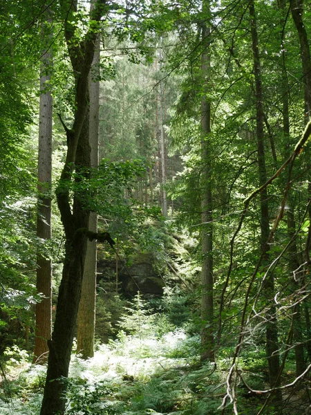 Een Groen Landschap Een Bos — Stockfoto