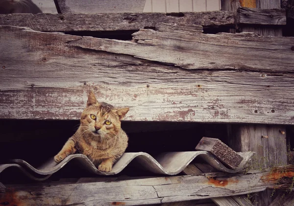 Nahaufnahme Einer Katze Zwischen Einem Holzzaun — Stockfoto