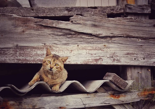 Primer Plano Gato Entre Una Valla Madera — Foto de Stock