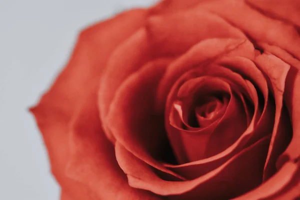 Ένα Κοντινό Πλάνο Ενός Όμορφου Κόκκινου Τριαντάφυλλου — Φωτογραφία Αρχείου
