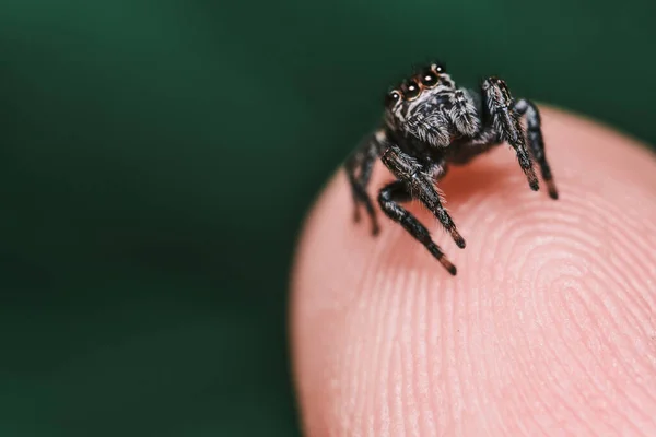 Selective Focus Shot Jumping Spider Male Finger Skin — Stock Photo, Image