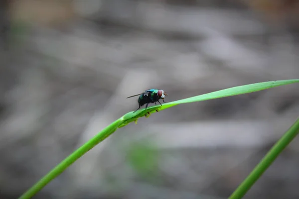 Foco Seletivo Uma Mosca Sentada Caule — Fotografia de Stock