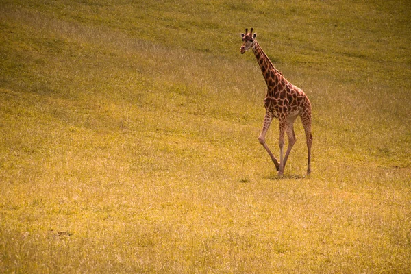 キリンが畑を歩いている キリンが黄金の草原を歩き回っている — ストック写真