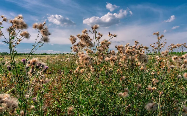 Gros Plan Cirsium Dans Une Prairie Couverte Verdure Sous Ciel — Photo