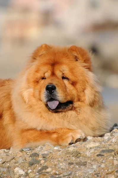 一个可爱的周州狗的垂直镜头 — 图库照片