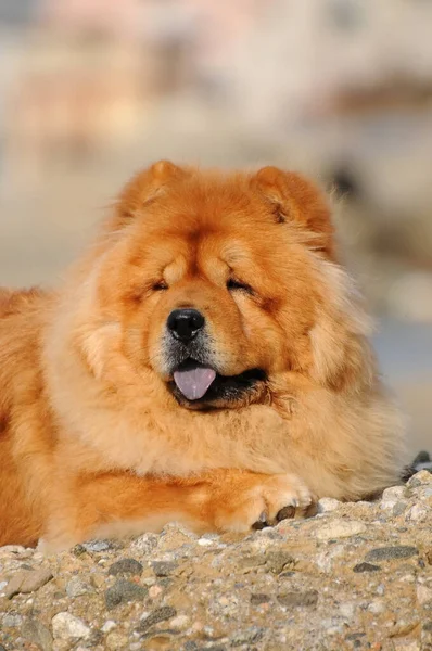 Vertikální Záběr Roztomilé Chow Chow Pes — Stock fotografie