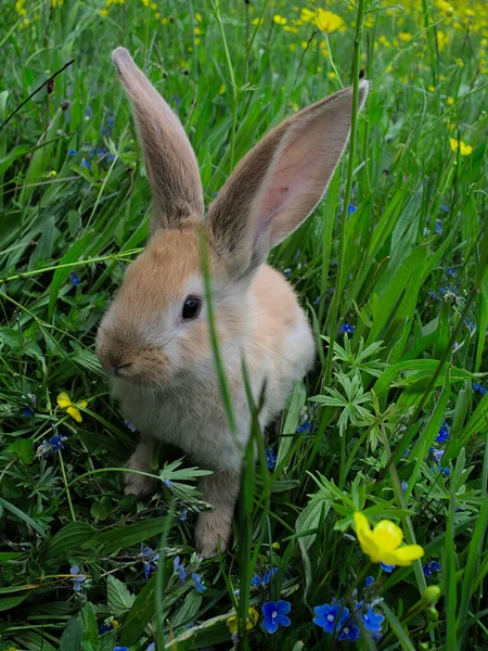 Вертикальный Снимок Милого Кролика Зеленых Травах Газоне — стоковое фото