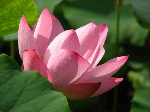 Tiro Close Uma Flor Lótus Rosa Contra Fundo Borrado Ótimo — Fotografia de Stock