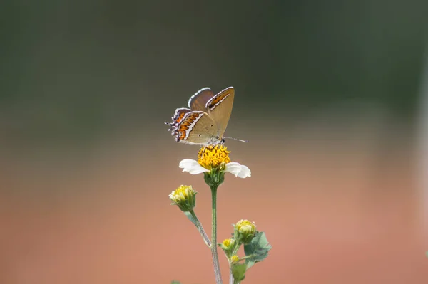 Μια Επιλεκτική Εστίαση Μιας Πεταλούδας Σκαρφαλωμένης Ένα Λουλούδι — Φωτογραφία Αρχείου