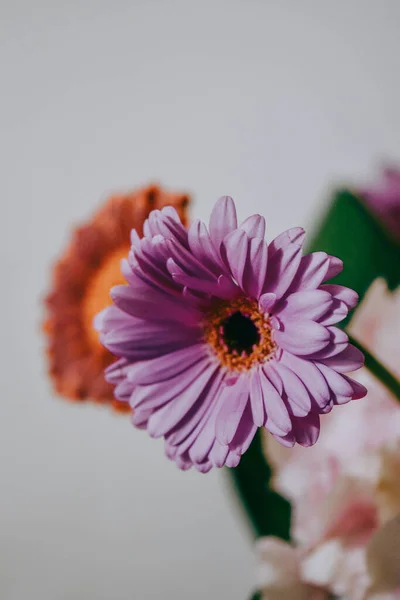Une Belle Fleur Gerbera Marguerite Fleurie — Photo