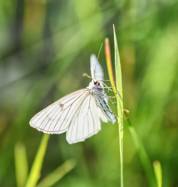 Macro Scatto Una Farfalla Biancospino Erba Verde Uno Sfondo Sfocato — Foto Stock