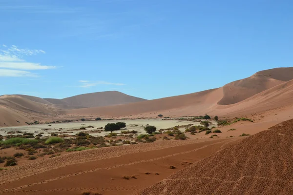 Táj Fák Egy Arany Sivatagban Alatt Tiszta Kék Sossusvlei Namíbia — Stock Fotó