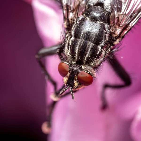 Eine Nahaufnahme Einer Fliege Unter Dem Licht Vor Einem Verschwommenen — Stockfoto