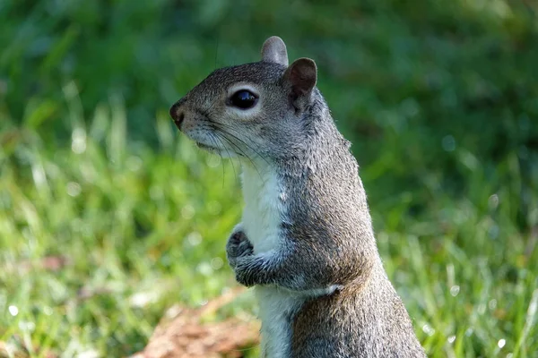 Nahaufnahme Eines Niedlichen Grauen Eichhörnchens Das Auf Dem Gras Steht — Stockfoto