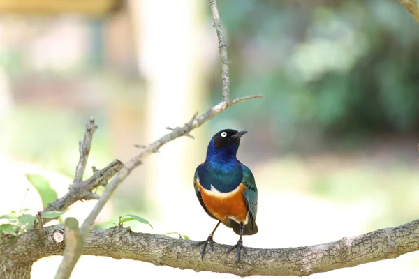 Ein Tricolor Spray Thront Auf Einem Ast Kansas City Zoo — Stockfoto