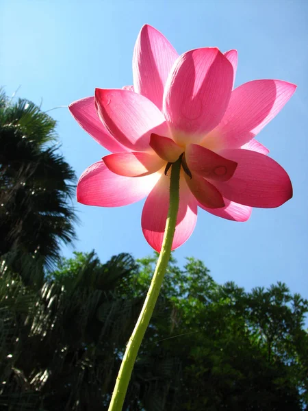 Een Verticale Shot Van Roze Lotus Bloem Tegen Een Wazige — Stockfoto