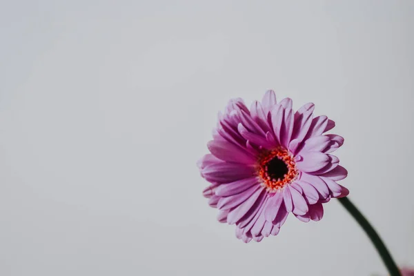 Una Hermosa Flor Gerberas Flor —  Fotos de Stock