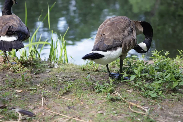 Zwei Gänse Irren Park See Umher — Stockfoto