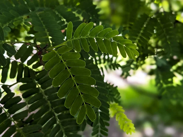 Una Rama Selectiva Langosta Miel Gleditsia Triacanthos — Foto de Stock