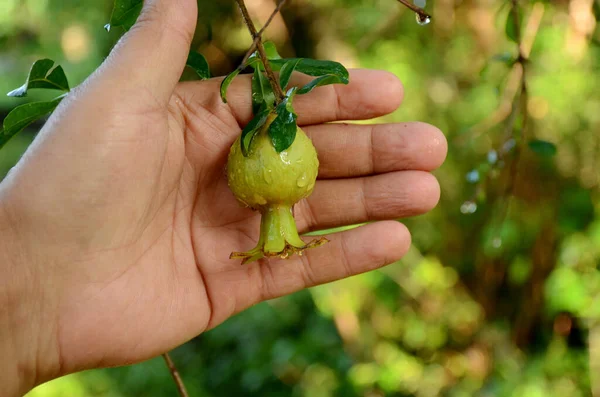 Ein Flacher Fokus Einer Männlichen Hand Mit Grünem Granatapfel Und — Stockfoto