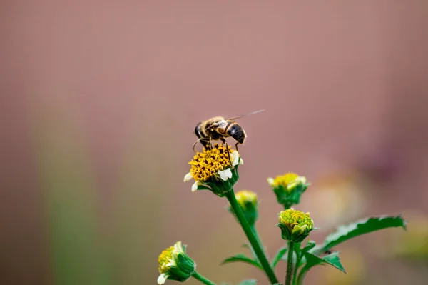 Eine Selektive Fokusaufnahme Einer Kleinen Biene Die Eine Blume Bestäubt — Stockfoto