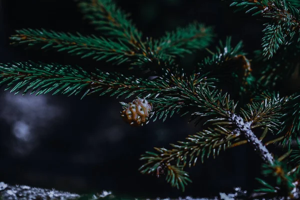 松の木の枝に松のコーンのクローズアップ — ストック写真