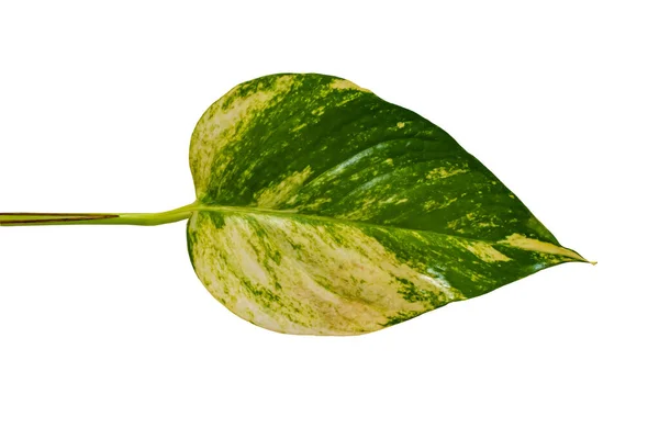 Tiro Close Folha Ouro Pothos Isolado Fundo Branco — Fotografia de Stock