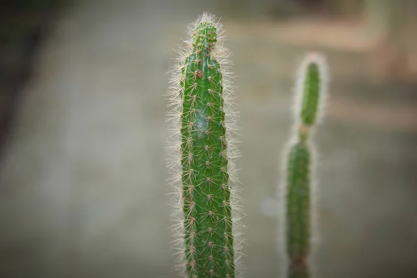 Selektivní Zaměření Dvou Kaktusů Venku — Stock fotografie