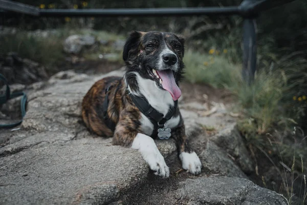 Closeup Cute Australian Shepherd Dog Dog Sitting Outdoors Mountains Daylight — Stock Photo, Image