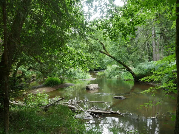 Eine Grüne Landschaft Wald — Stockfoto