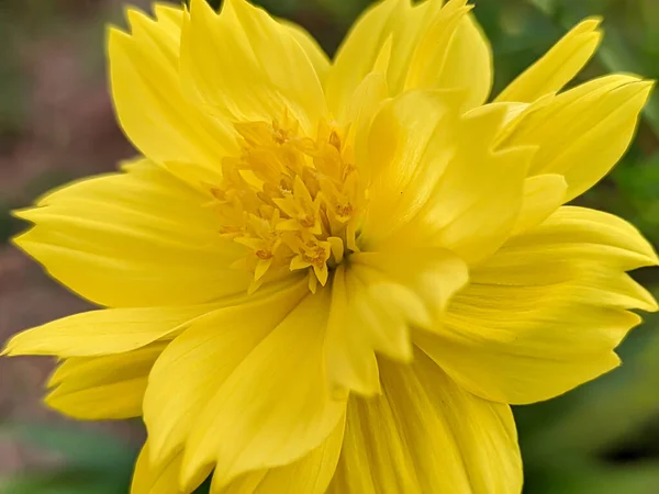 庭に咲く美しい硫黄のコスモスの花のクローズアップ — ストック写真