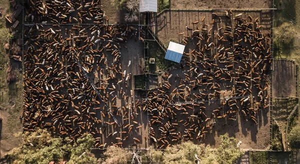Luftaufnahme Einer Rinderherde Argentinien — Stockfoto