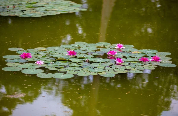 Rózsaszín Liliom Zöld Vízen — Stock Fotó