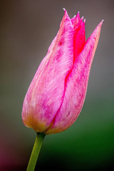 Вертикальный Снимок Розового Бутона Мягком Фокусе — стоковое фото