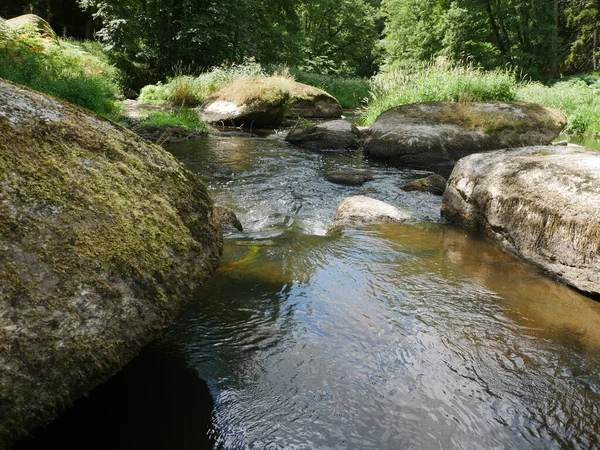 Plan Une Rivière Dans Une Forêt — Photo