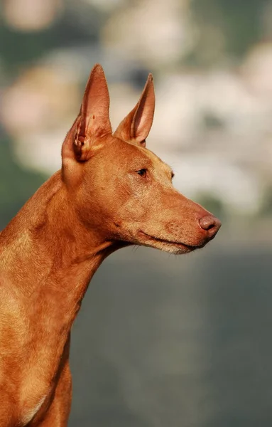 Retrato Cirneco Dell Etna Perro Aire Libre —  Fotos de Stock