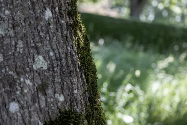 Musgo Verde Tronco Árvore Parque — Fotografia de Stock