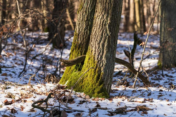 Ένα Δέντρο Καλυμμένο Βρύα Στο Χιονισμένο Έδαφος Στο Δάσος — Φωτογραφία Αρχείου