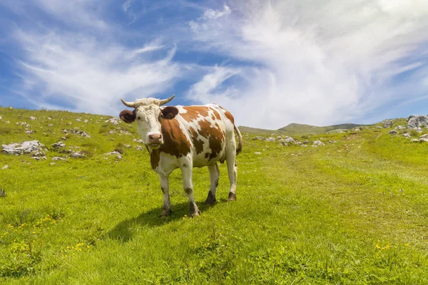 Gros Plan Une Vache Dans Pré Vallonné Avec Herbe Fraîche — Photo