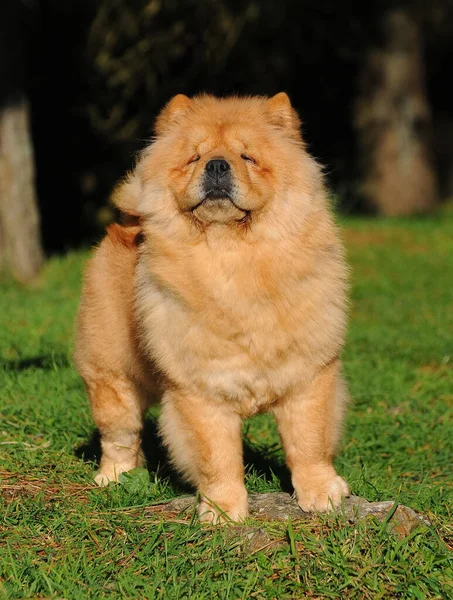 Een Verticaal Shot Van Een Chow Chow Hond Een Wazige — Stockfoto