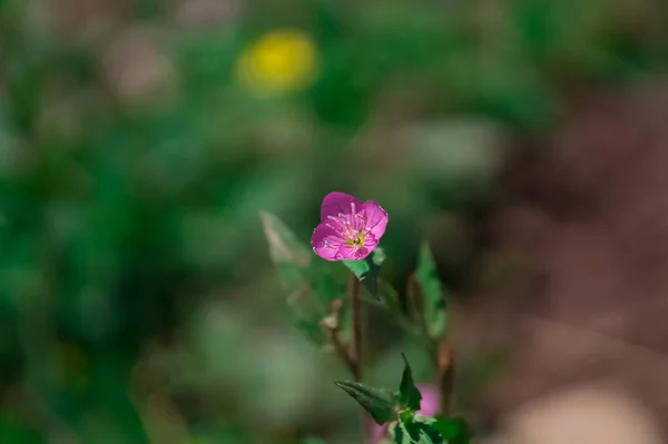 Eine Selektive Fokusaufnahme Einer Kleinen Rosa Blume — Stockfoto