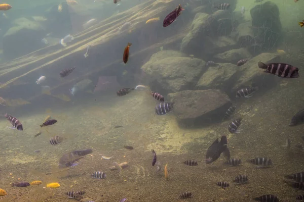 Πολλά Διαφορετικά Ψάρια Κολυμπούν Ένα Ενυδρείο Στο Ζωολογικό Κήπο — Φωτογραφία Αρχείου