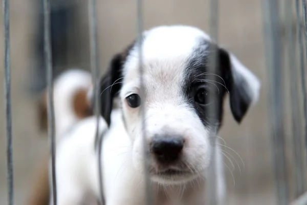 在模糊的背景下在笼子里拍到一只可爱的小狗的特写镜头 — 图库照片