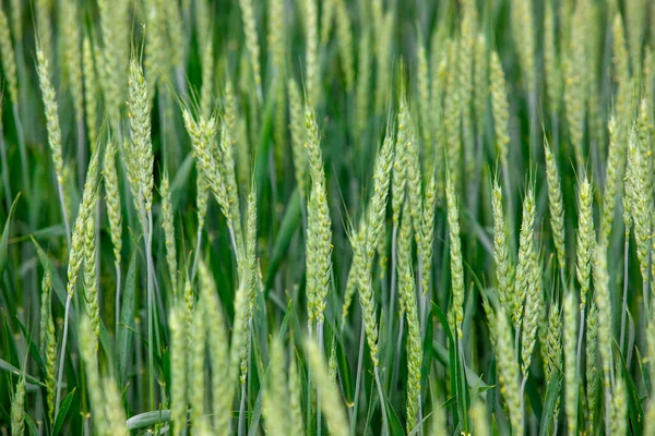 畑の作物の緑の小麦の植物の高角度マクロショット — ストック写真