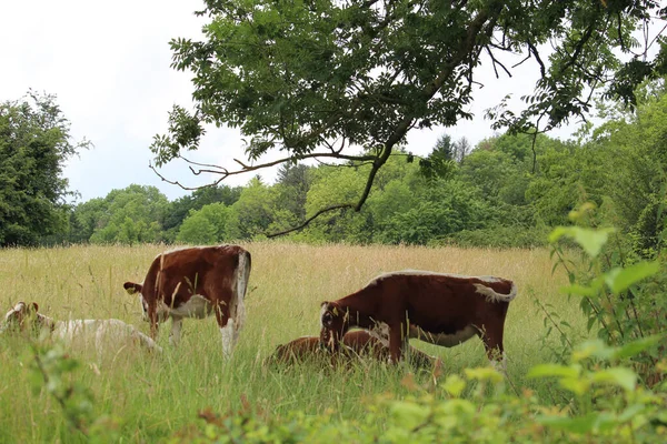 Brown Cows Grazing Meadow Daytime — Stock Photo, Image