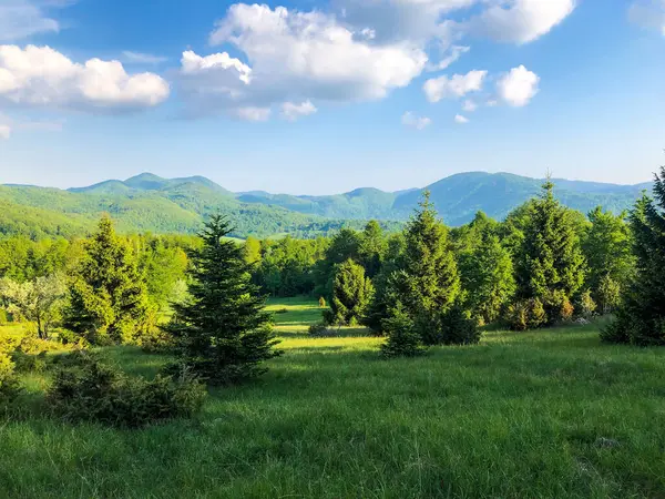 Paesaggio Alberi Lussureggianti Campo Verde Sotto Cielo Nuvoloso Blu — Foto Stock