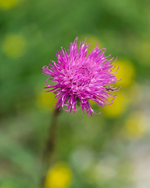 Een Close Shot Van Een Paarse Distel Bloem Een Wazige — Stockfoto