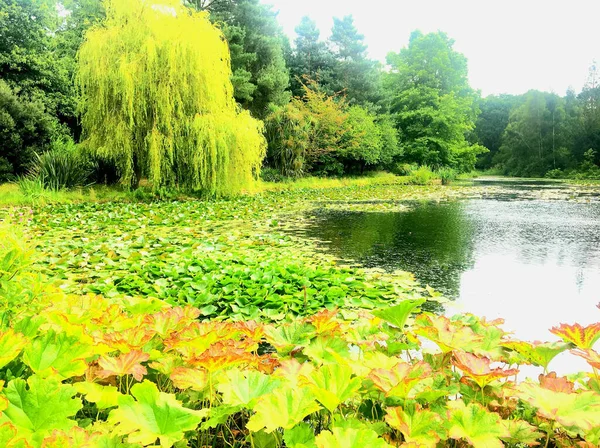 植物園の美しい池 — ストック写真