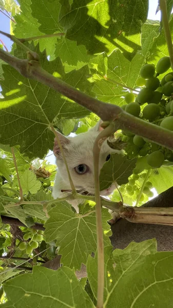 Tiro Vertical Gatinho Branco Bonito Escondendo Uma Videira — Fotografia de Stock